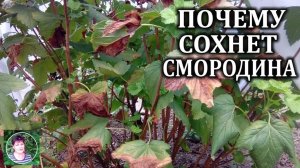 Солнечный ожог на смородине: как отличить от болезней и защитить кусты