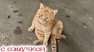 ПРИКОЛЫ С КОТАМИ! Кот спасает хозяйку в 2026 🤣 🐾 Самая смешная озвучка 🐾 Смешные коты и Животные