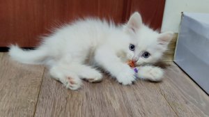 Белый котенок Микки и его семья. Котенок Микки прекрасен.