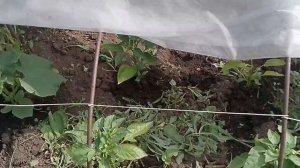 Дачные дела.Сбор клубники.
29.06.26г.