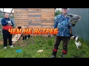 МОИ КРАСАВЦЫ КОХИНХИНЫ: Обустроил участок и доделал загон💥🍒