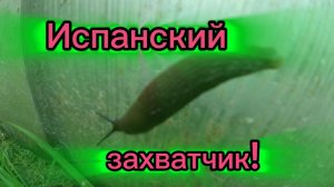 Испанский слизень, как бороться? Почему не показываю Ирину в видео? 29-06-2026