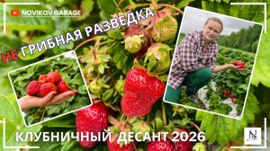 Не грибная разведка 27 июня 2026. Клубничный десант :)