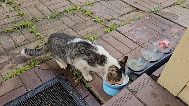 🔥Клепа-худыш предпочитает печёночки🐱 котопозитив смотреть онлайн