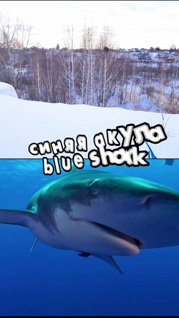 Учим названия животных с игрушками: морж, каракатица, синяя акула, скат манта #ранееразвитие