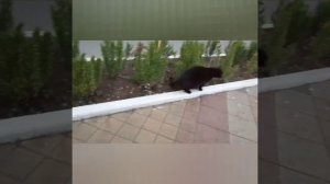 Коты и кошки в Профессорском уголке  Июнь 2024