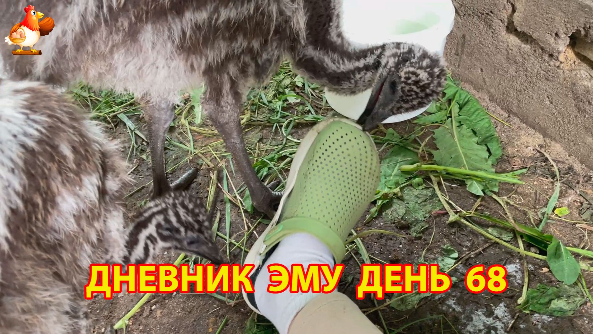 Дневник страусят Эму день 68 смотреть онлайн