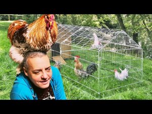 Загон для кур Готов