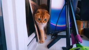 ДОМАШНИЕ ПРАНКИ КОТОВ над ХОЗЯЙКОЙ! СМЕШНЫЕ РОЗЫГРЫШИ. 10 МЕСТ, ЧТОБЫ РАЗЫГРАТЬ ХОЗЯЙКУ!