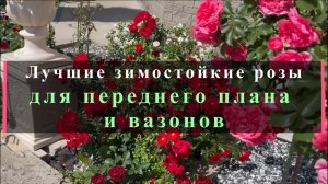 Лучшие зимостойкие розы для переднего плана и вазонов