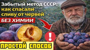 Забытый метод СССР: как спасали сливу от червей без химикатов