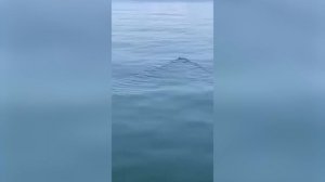 Очевидцы сняли крупную акулу, появившуюся у причала в Находке