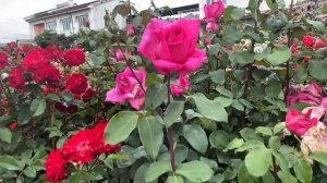 В гостях у Rose Barni❤️ Italy