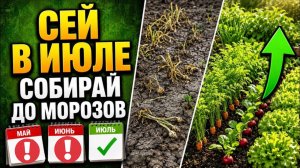 ИЮЛЬ - не конец сезона! 12 культур, которые дадут ВТОРОЙ УРОЖАЙ