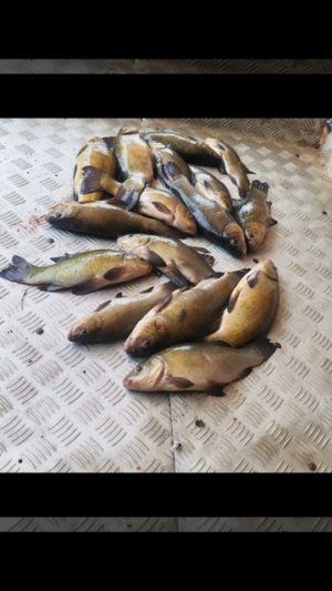 уловы рыбаков