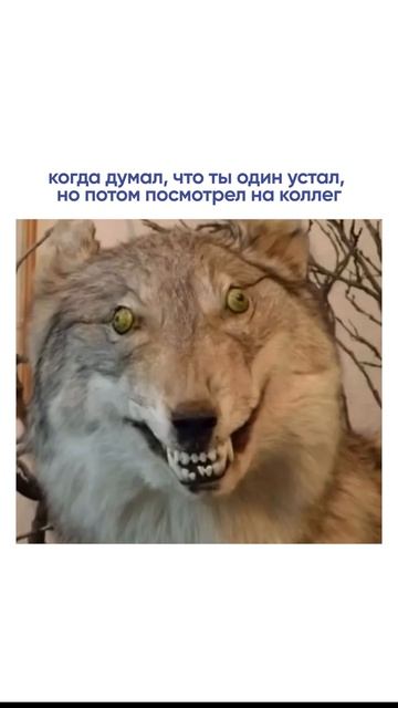 Помотрел на коллег
