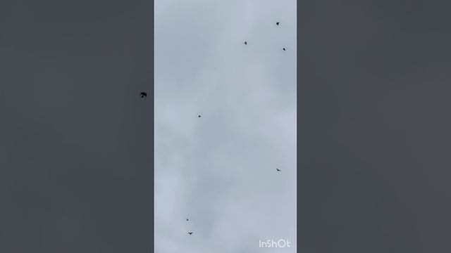 голуби Ломова потихоньку начинают