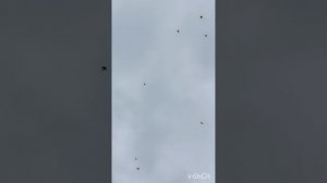 голуби Ломова потихоньку начинают