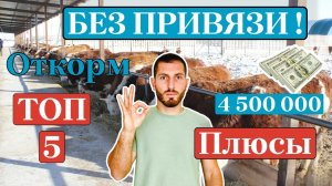Беспривязный откорм бычков: стоит ли переходить? Плюсы и минусы