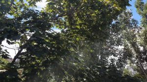 ПОГОДА В ТОЛЬЯТТИ