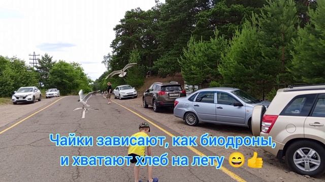 Кормим чаек на озере Тагарском смотреть онлайн