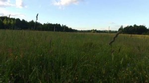 Дорога полем и песня «Тропа», созданная искусственным интеллектом