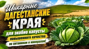 Как вырастить рекордный урожай капусты? Большой опыт в Дагестане
