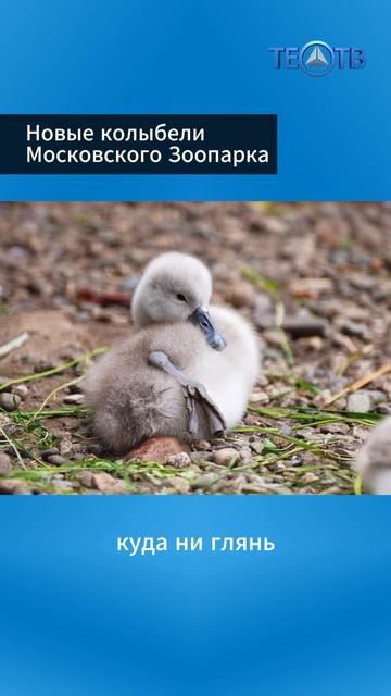 Новые колыбели Московского Зоопарка
