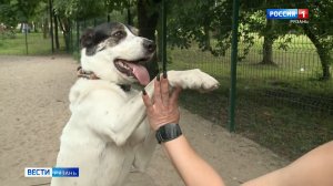 Как обезопасить собаку на природе летом