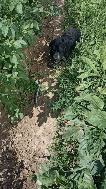 Поймали в огороде упитанного ужа