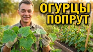 Как собрать ведро огурцов с одного метра на сетке: вертикальное выращивание огурцов для начинающих