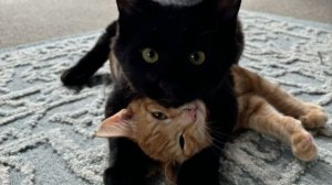 Коты воители