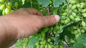 Обработка виноградника от серой гнили