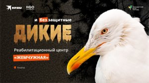 Спасают диких птиц, пострадавших от мазута