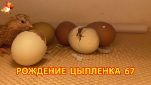 Вылупление цыпленка из яйца в инкубаторе версия 67
