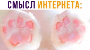 Смысл интернета) Приколы с котами