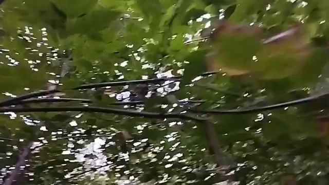 измерил длину дерева линейкой