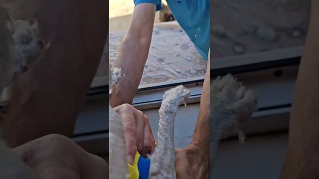 Одела маечки и выпустила погулять смотреть онлайн
