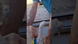 Одела маечки и выпустила погулять