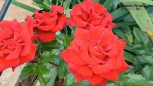 Лето, розы красивая пора! 👍🌺🌺
