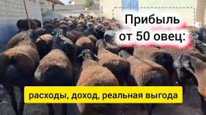 50 овец — сколько можно заработать на ягнении? Честный расчёт