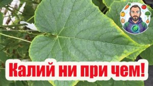 ПЯТНА НА ЛИСТЬЯХ - ПЕРЕКОРМИЛИ! 🍅🥒 Срочно делайте ЭТО! 🛑🔥 Помощь от избытка удобрений.