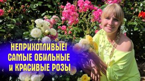 Эти розы ПРОСТО СУПЕР! Показываю НЕПРИХОТЛИВЫЕ и ОЧЕНЬ ПЫШНЫЕ СОРТА!