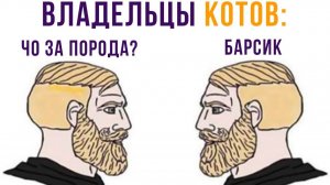 Владельцы котов))) Приколы