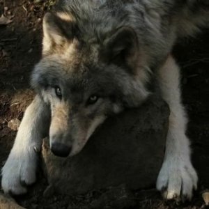 Небольшой трендик//🖤🐺🌙
