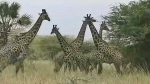 Кения...🇰🇪