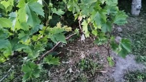 Виноград, дубовский, у нас в рязани