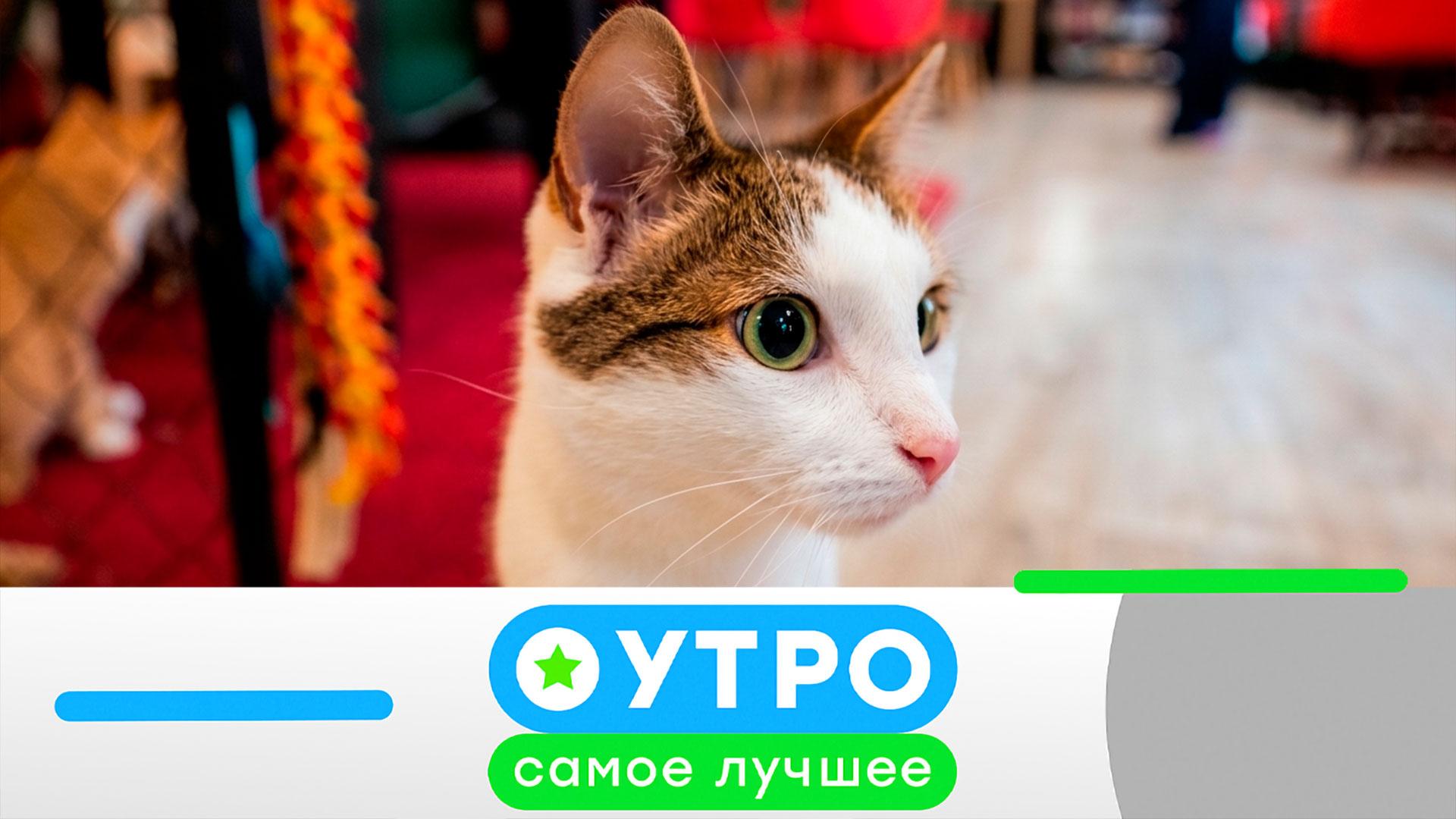 «Утро. Самое лучшее»: 29 июня 2026 года смотреть онлайн