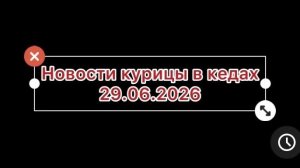 ~НОВОСТИ КУРИЦЫ В КЕДАХ~ 29.06.2026