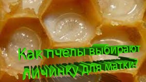 Как пчёлы выбирают, каким личинкам стать матками? Отвечает профессор Кашковский 🐝👑